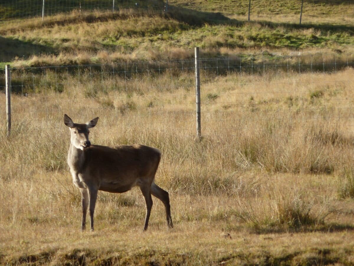    Самка благородного оленя в Парке Хайленд Уайлдлайф (Шотландия) / © Flickr