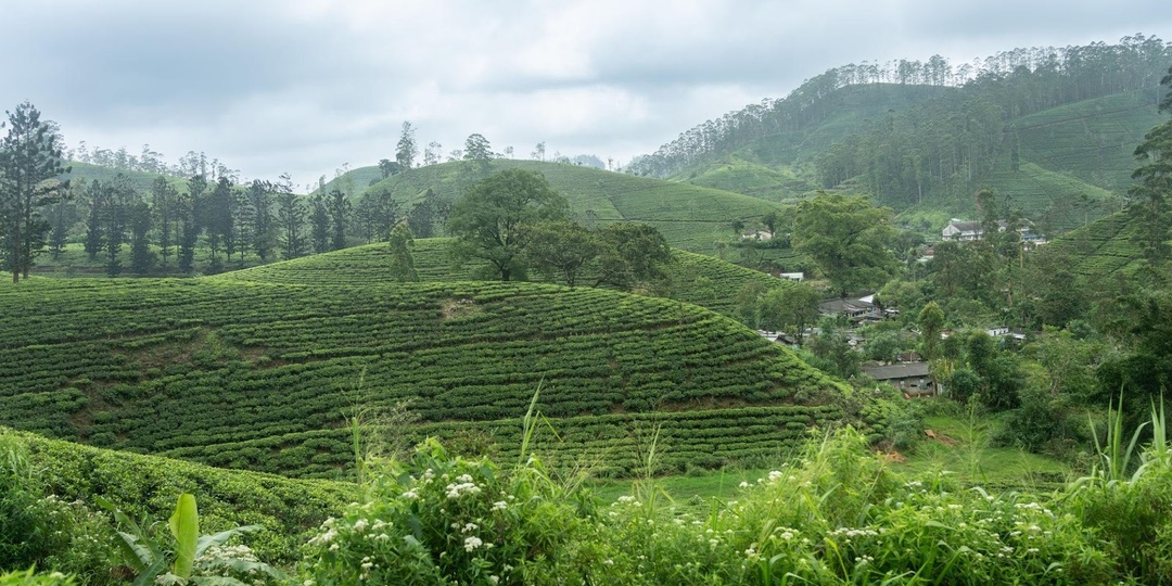 Шри-Ланка: что нужно знать перед поездкой россиянам