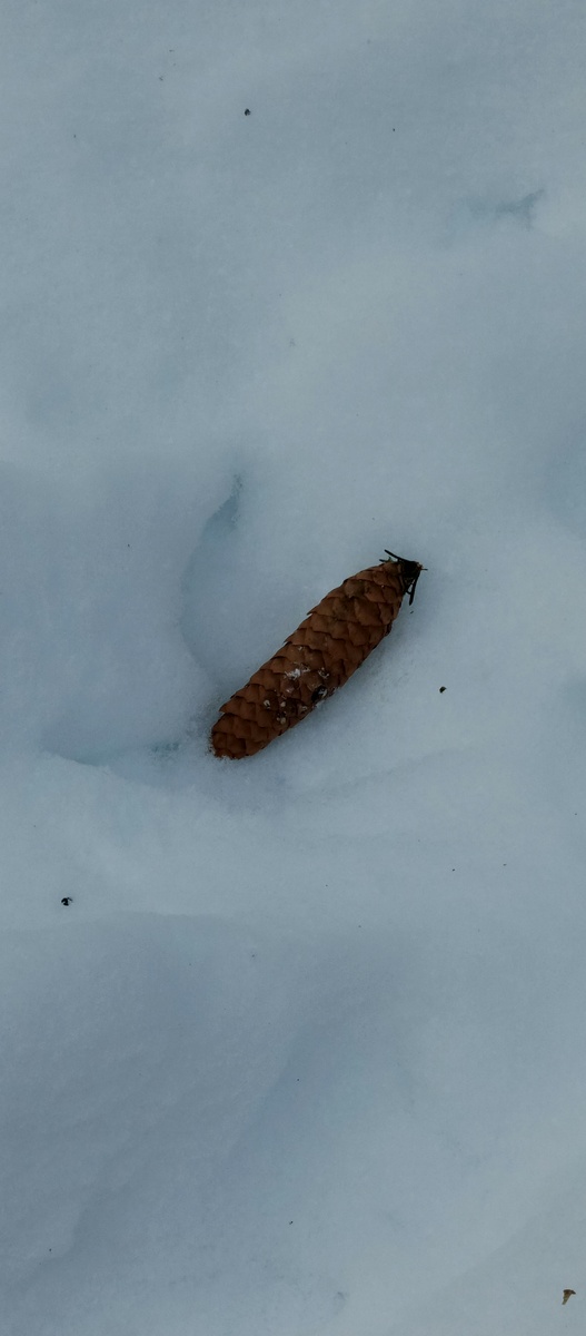 Собачники поймут)))