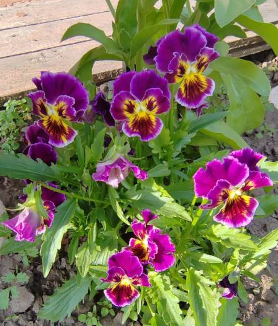 Анютины глазки