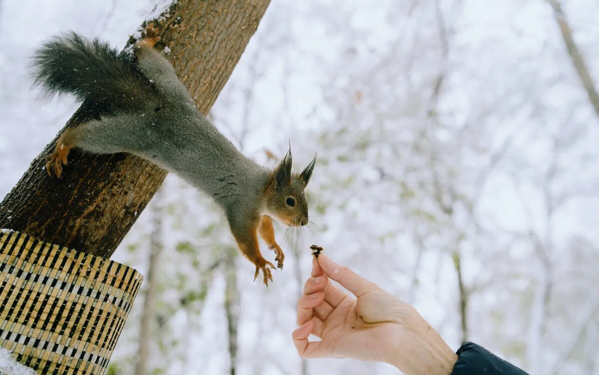    Погода в Ижевске на выходные: с 21 по 23 февраля ждем новый заряд снегопадов и не выше -5°С