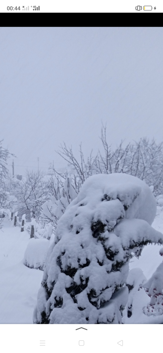 Ветки разваливались,сами деревья клонились на бок.