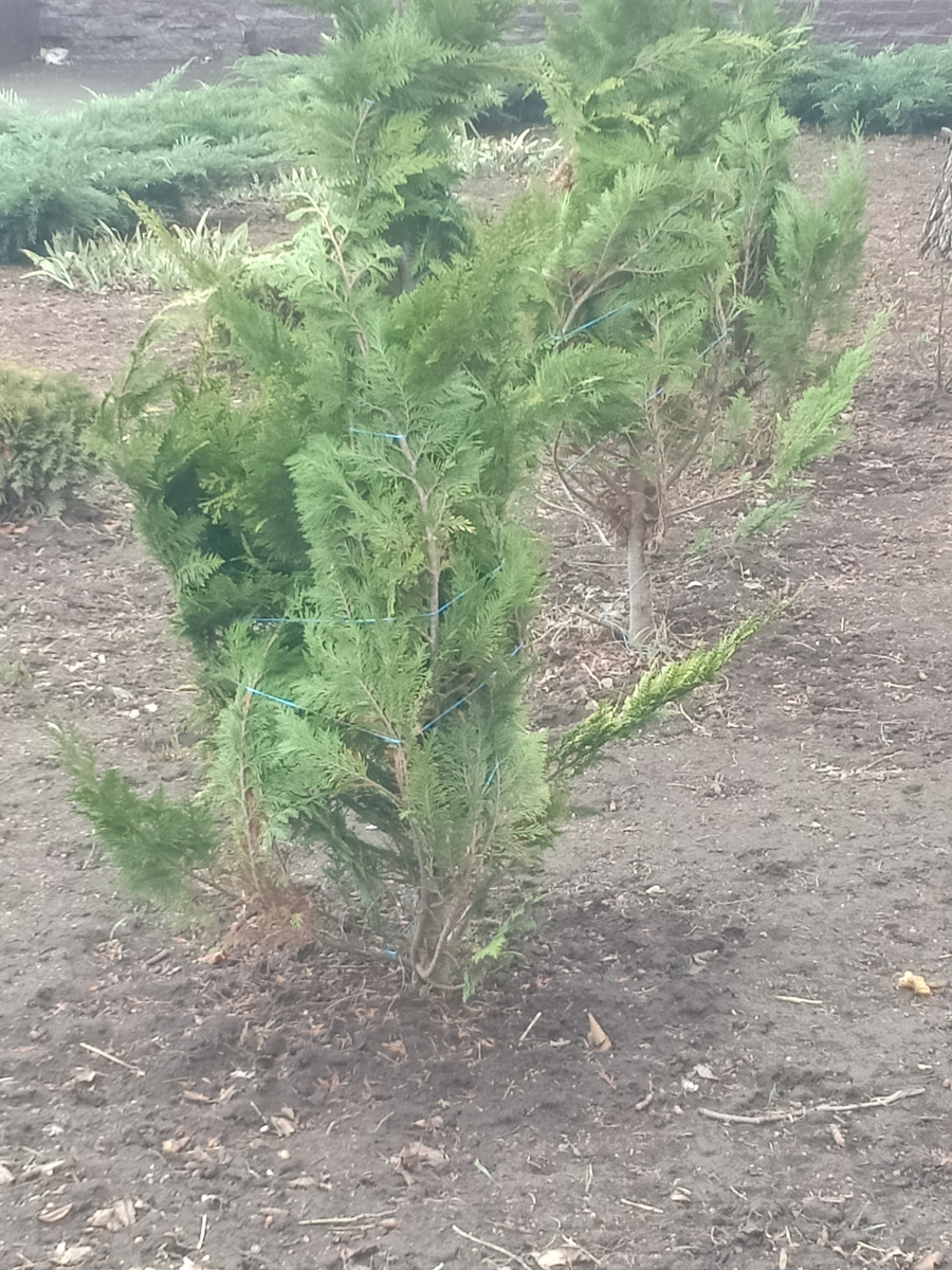 Подвязанная туя гарантированно не получит обвисания ветвей и сохранит более насыщенный цвет в сравнении с ее неподвязанными подругами.