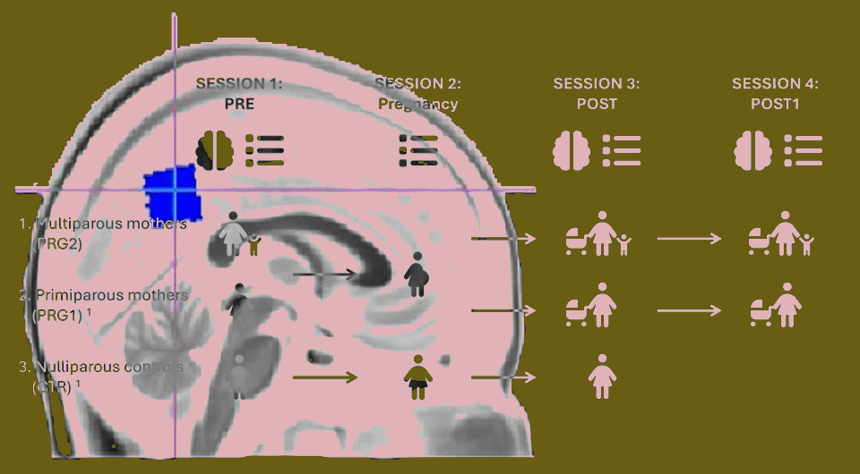   M. Straathof et al. / Nature Communications, 2026