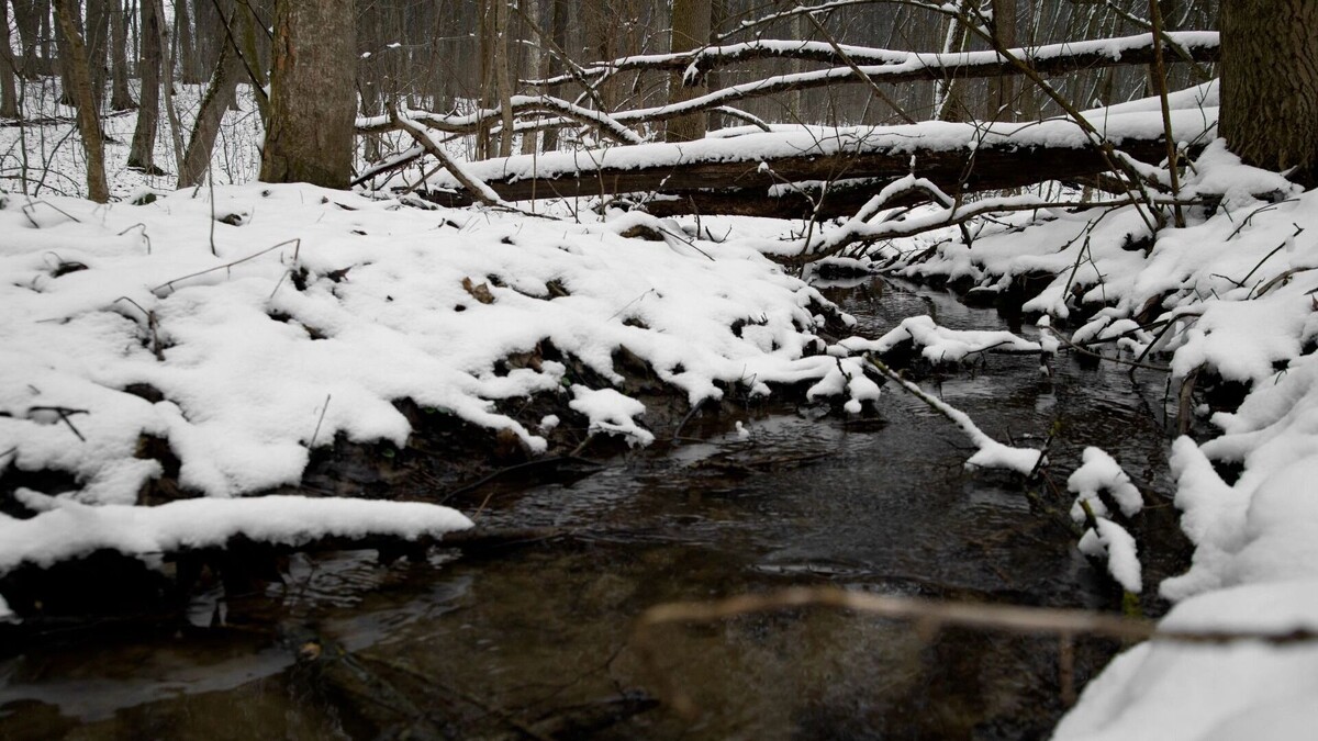    Синоптики рассказали, когда в Ростове потеплеет до +8 градусов   freepik / freepik