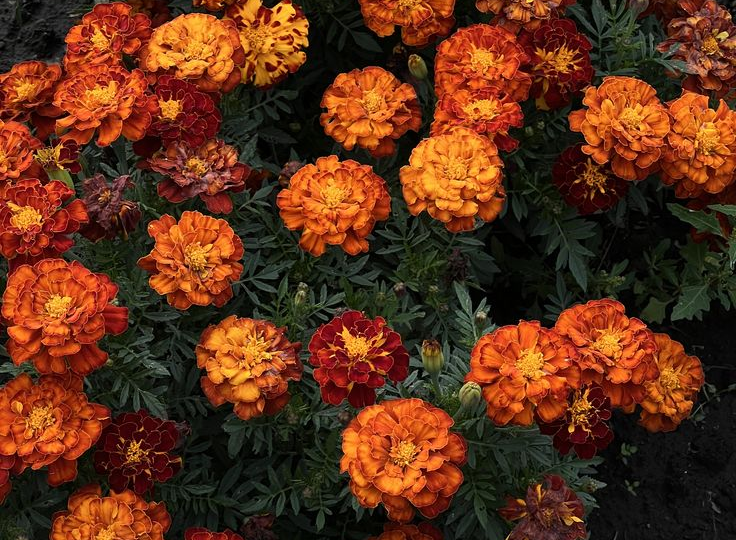 Паутинный клещ исчез после одной замены — делюсь, что посадила вместо бархатцев