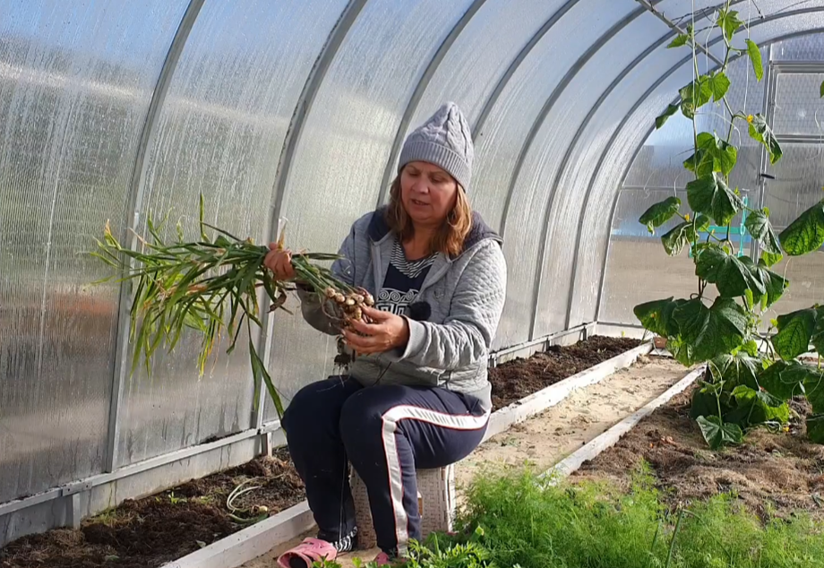 Собираю урожай имбиря