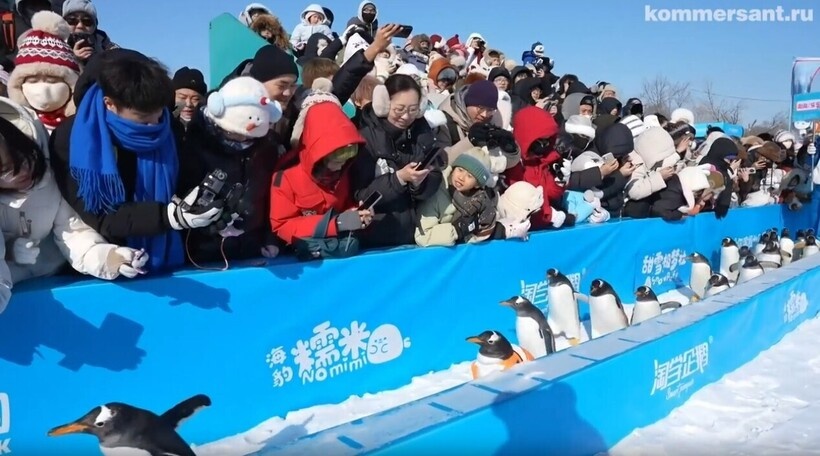    Видео: зимнее шоу в китайском Харбине, где проходит парад пингвинов