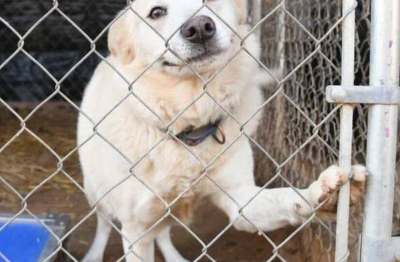 Волонтеры спасли 51 собаку в ходе масштабной операции после обрушения приюта в Арканзасе