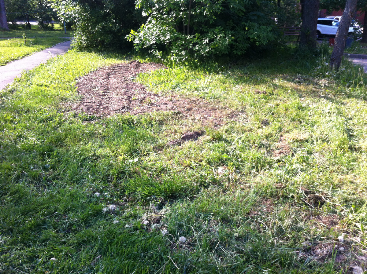 Трактор растоптал мою первую клумбу с первыми посадками