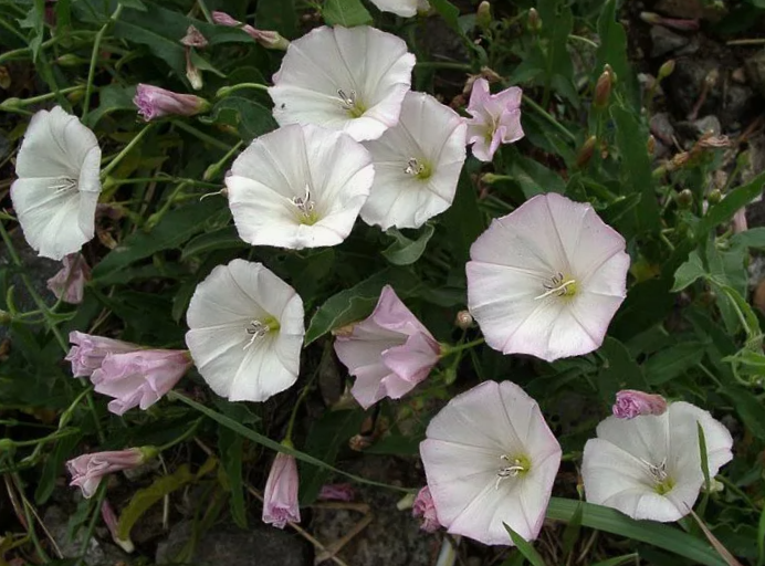 Белая берёзка на грядке: о чём предупреждает вьюнок и как его выселить навсегда