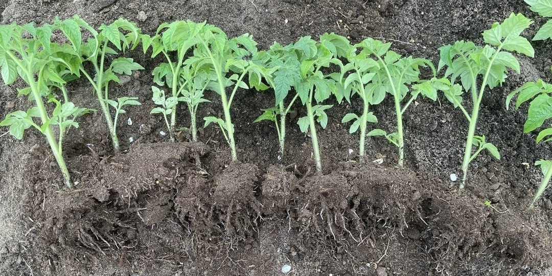 «Сухой» полив для томатов: рассада и без ламп не вытягивается, растет крепкой – как дубки