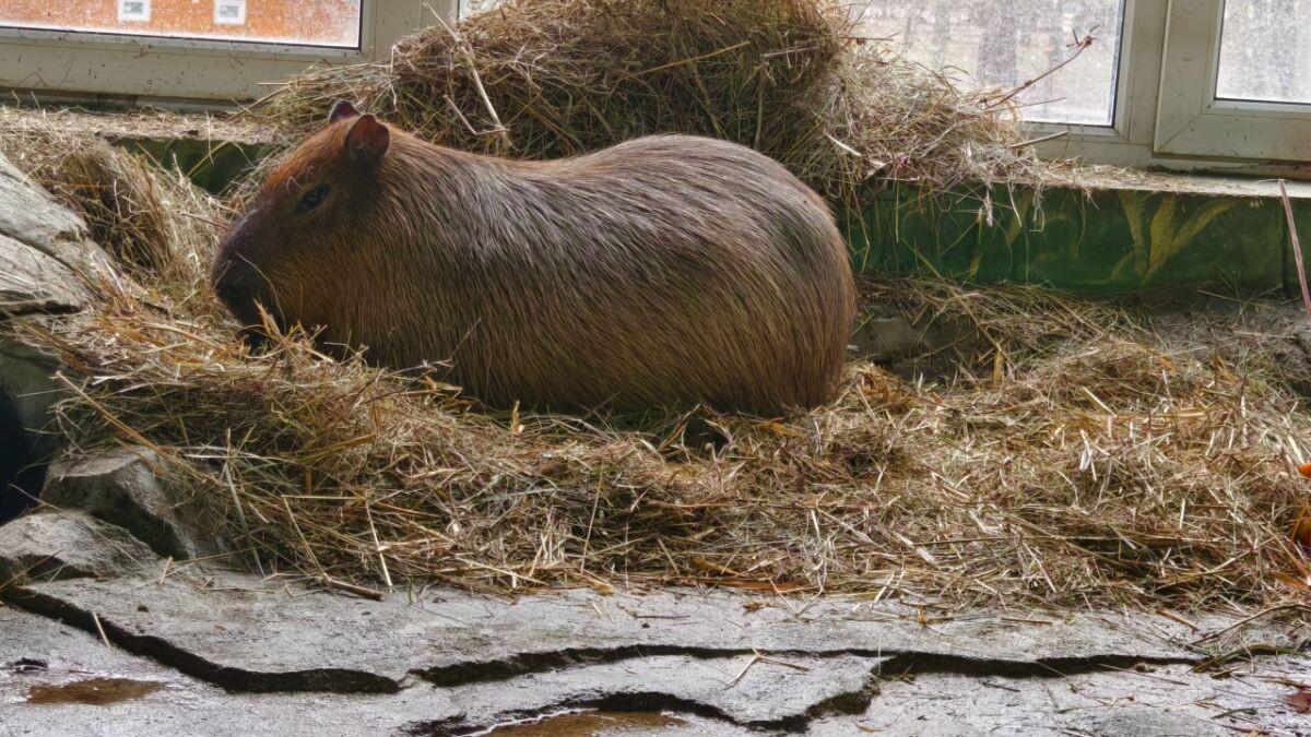 Капибара Валентин Фото предоставлено Тульским экзотариумом