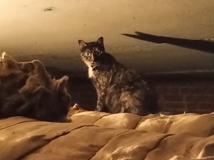 Неуловимая Пестушка скрывается в подвале огромной девятиэтажки, состоящей из нескольких корпусов. С нею находятся оставшиеся котята