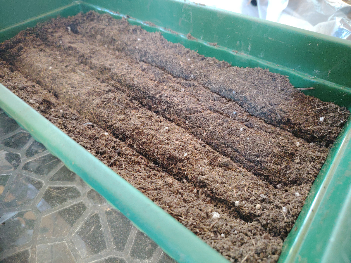 Разметили ряды для посева лука