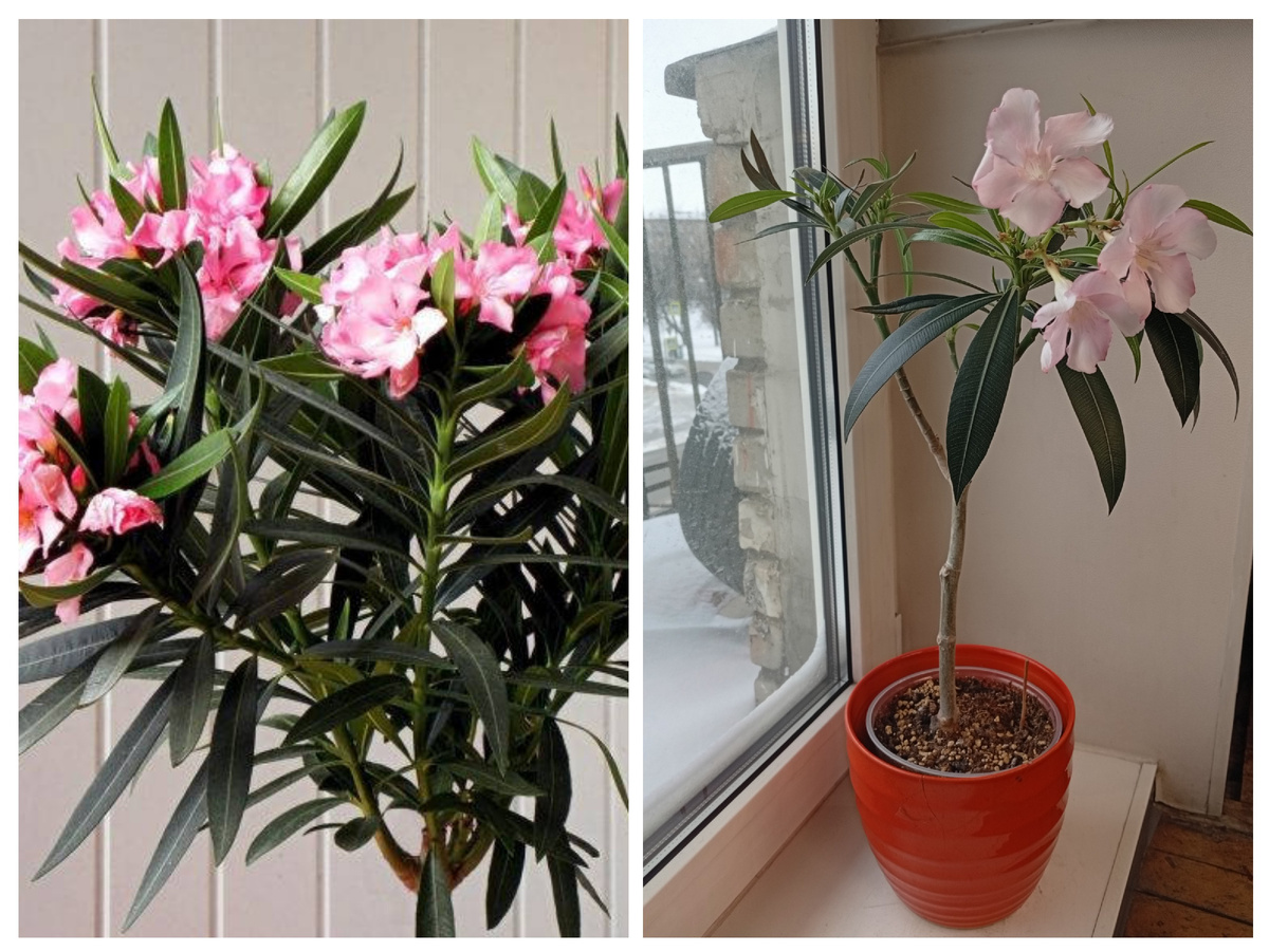 Слева — то, как должно быть. Справа — то, что есть у меня сейчас. Чувствуете разницу?