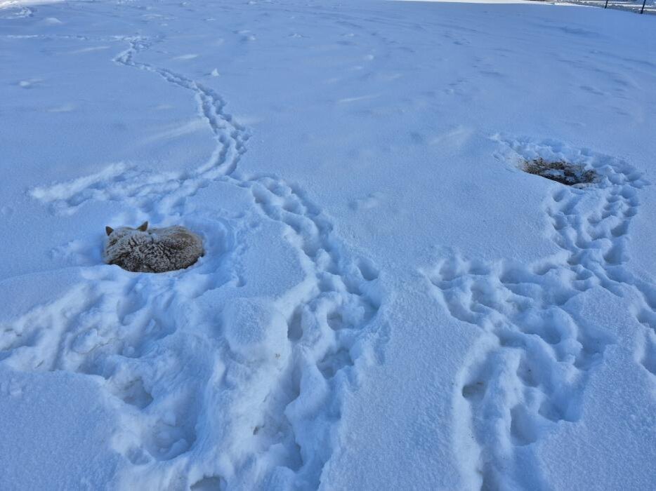 Выброшенная на мороз слепая собака
Фото: из группы приюта «Лесопилка» в соцсети «ВКонтакте»