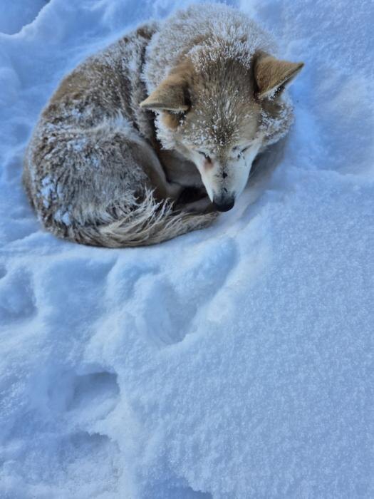Выброшенная на мороз слепая собака
Фото: из группы приюта «Лесопилка» в соцсети «ВКонтакте»