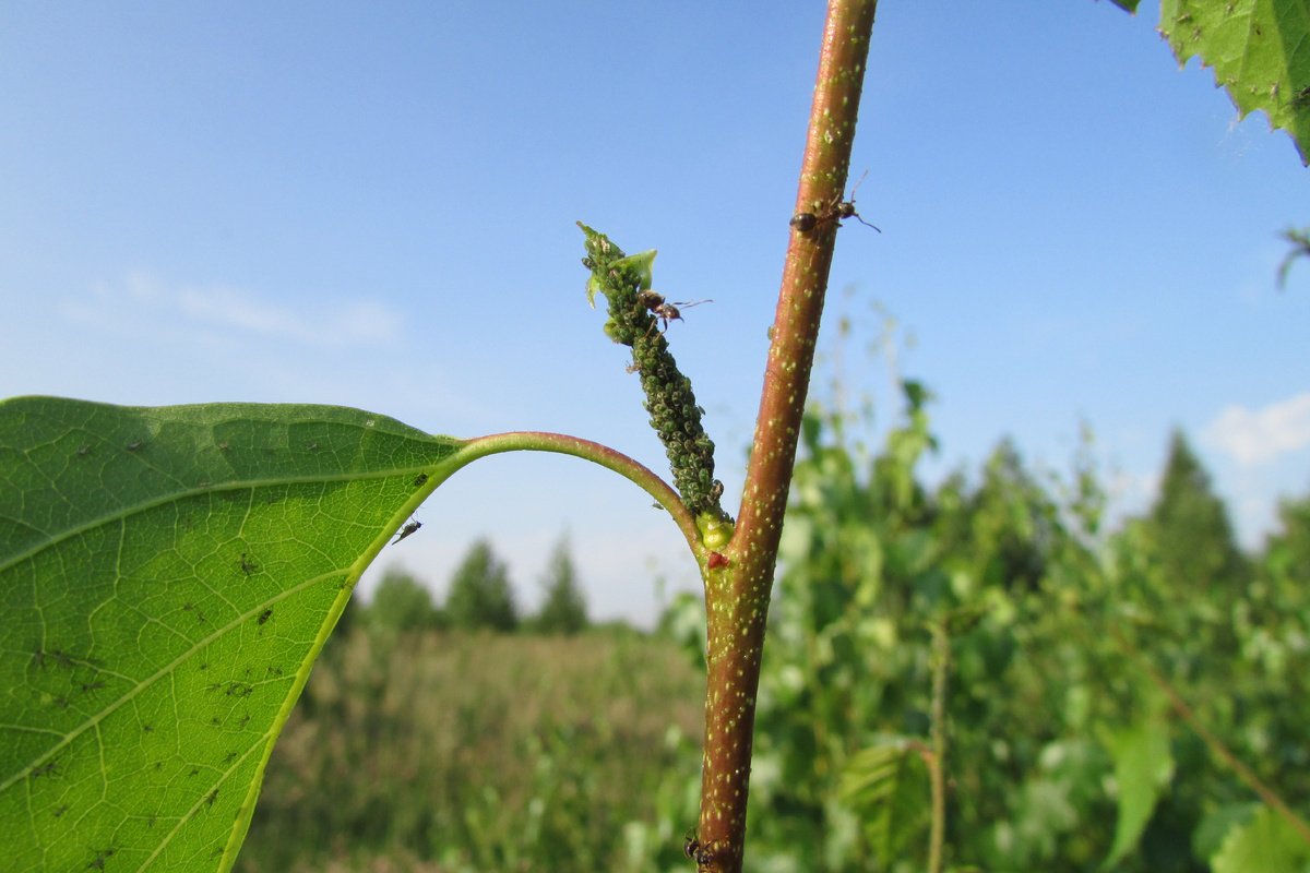 Тли вместе с пасущими их черными лазиусами