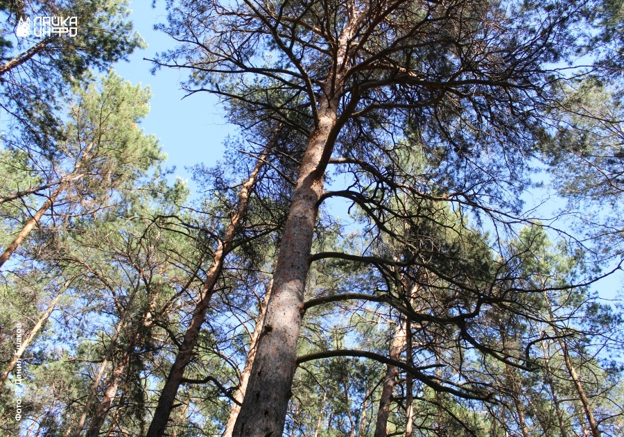 Сосна — это символ семьи и уверенности