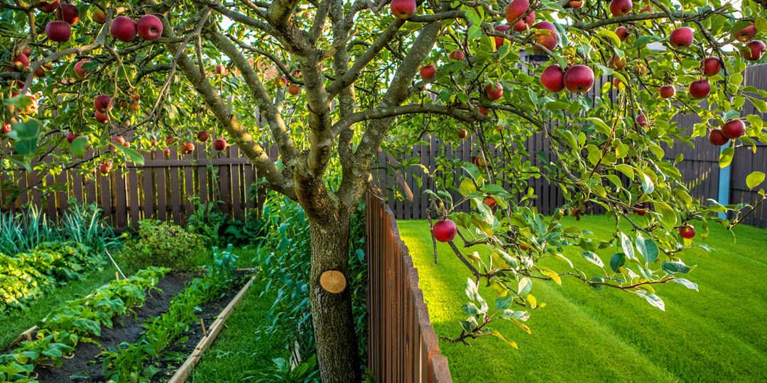Сосед срубил ветку моей яблони ночью. Через суд получила 35 тысяч