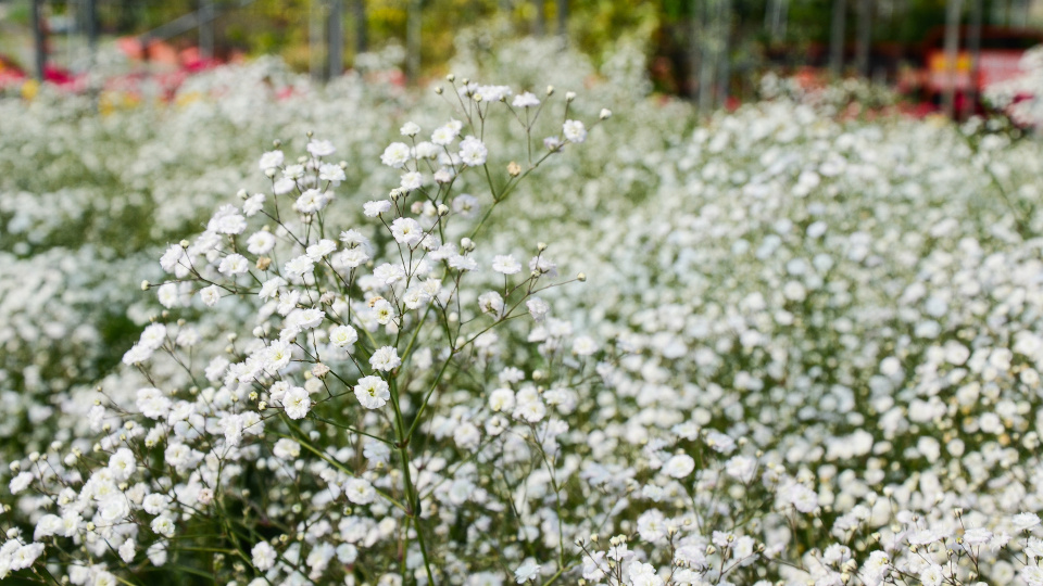 Гипсофила «Снежная вьюга