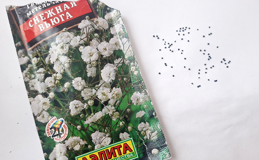 Семена гипсофилы из пачки