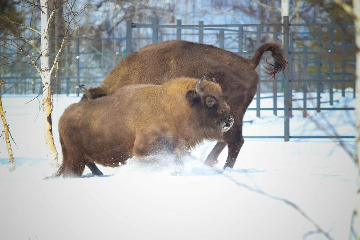    Башҡортостандың тәбиғәт паркына туғыҙ зубр килтереләсәк