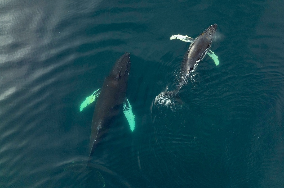 Киты в нацпарке «Берингия» (Чукотка). Фото: Максим Антипин. Источник: vk.com/park.beringia