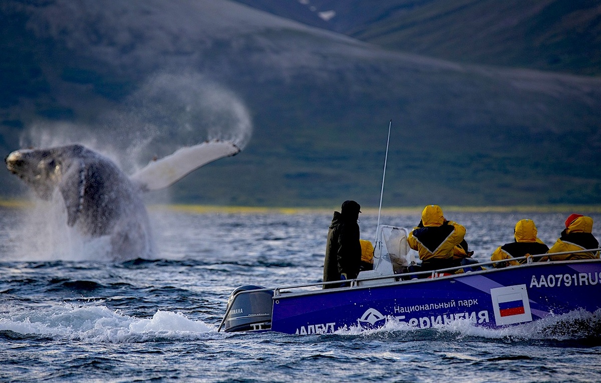 Кувырки горбатых китов в нацпарке «Берингия». Фото: заместитель директора по экологическому просвещению и туризму нацпарка Максим Антипин https://vk.com/merops. Источник: vk.com/park.beringia