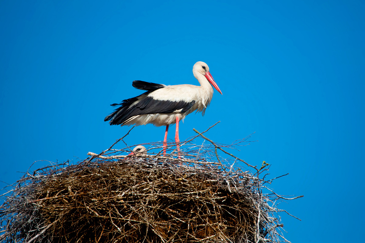    Фото: SviatlanaLaza / Shutterstock.com