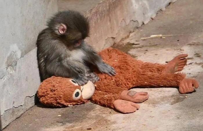 Брошенный матерью детёныш макаки Панч нашёл утешение в мягкой игрушке. Фото © X / Leeynn