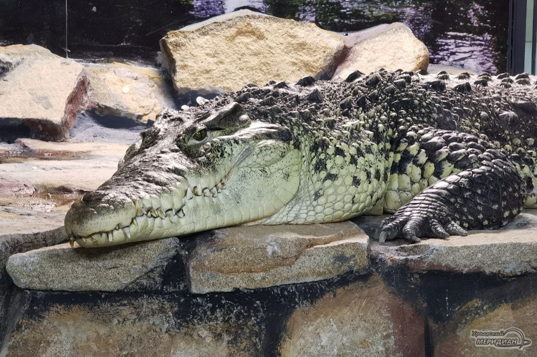    Фото: © ИА «Уральский меридиан»