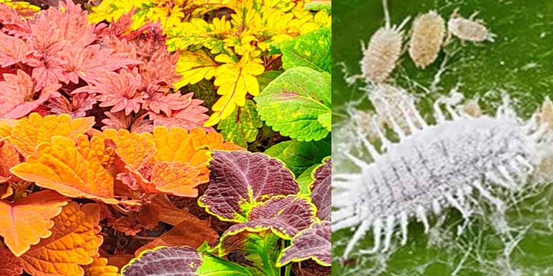 ⚡️Полное руководство по борьбе с мучнистым червецом на колеусах 🐛🌿🍄