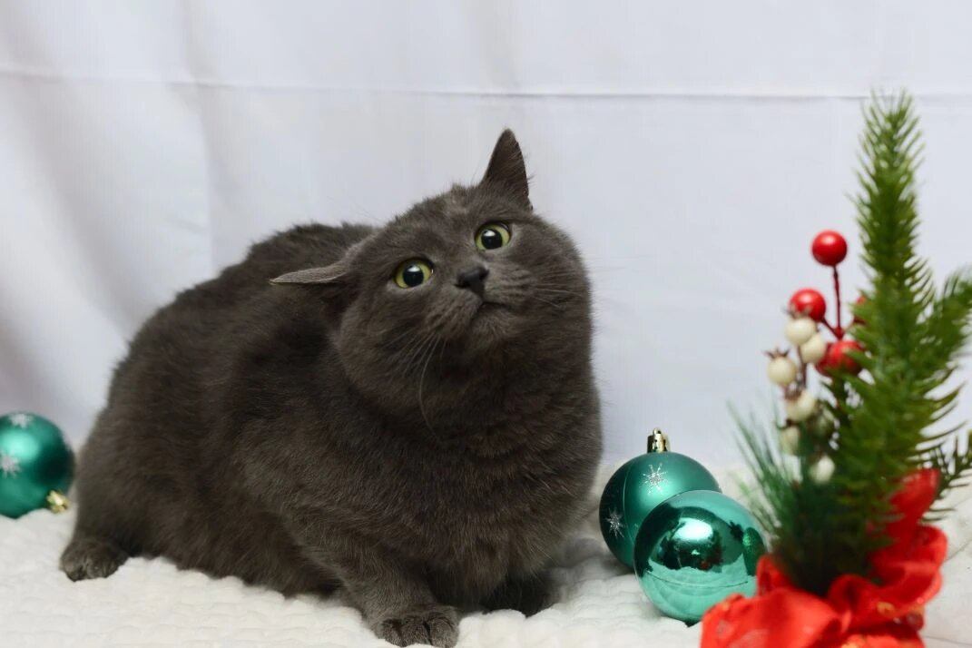 Ну разве не прелесть? Фото волонтера Ирины.