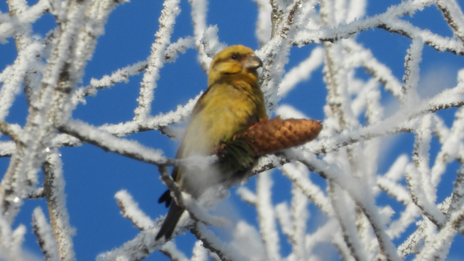 Фото: Андрей Дмитриев, Нижне-Свирский заповедник/ВКонтакте