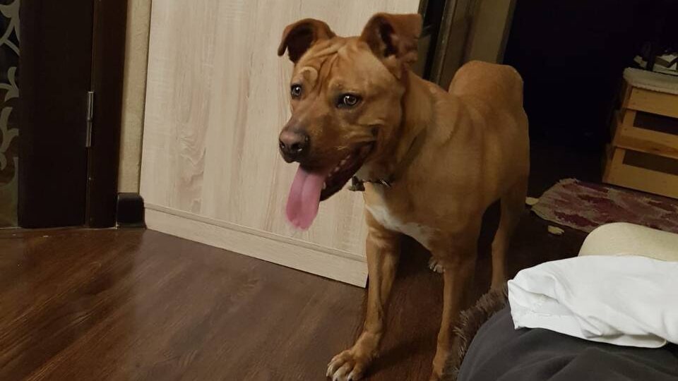 Стаффорд с полей ищет ЧЕЛОВЕКА