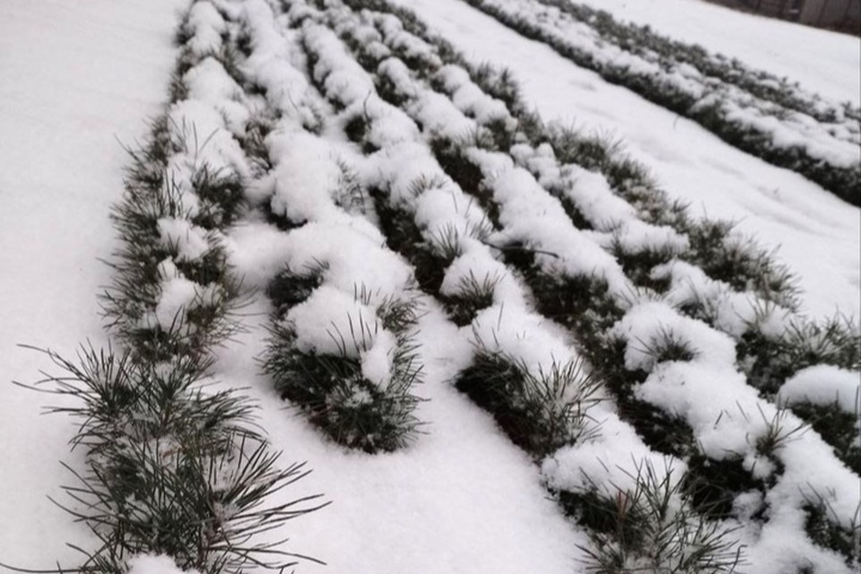    Леса Луганщины станут больше. ФОТО: Минприроды ЛНР