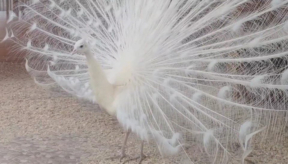    Фото: скриншот видео Большереченского зоопарка