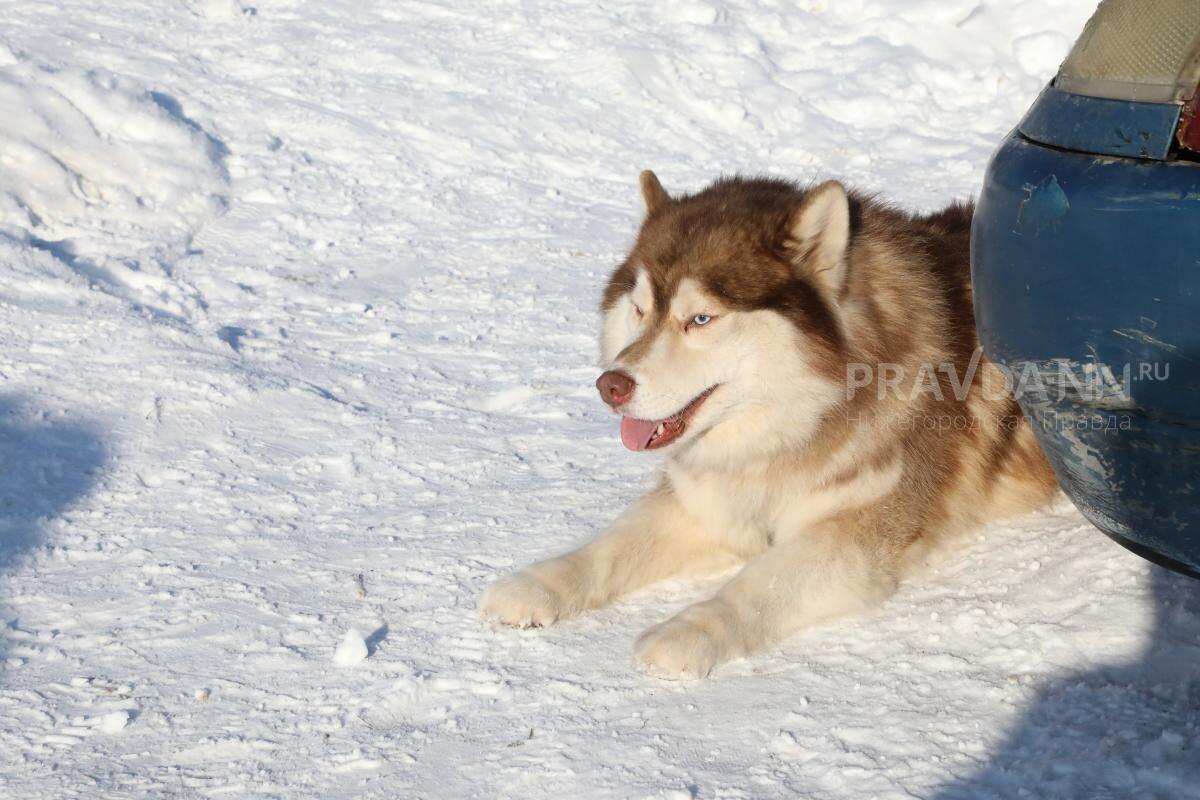    В зимний период важно не забывать следить за здоровьем лап питомца