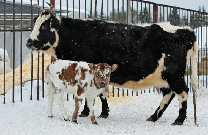 Фото: Ассоциация «Генофонд СХЖ» 