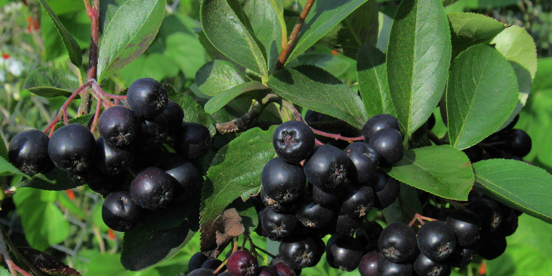 Черноплодная рябина: почему эту ягоду мы зря обходим стороной