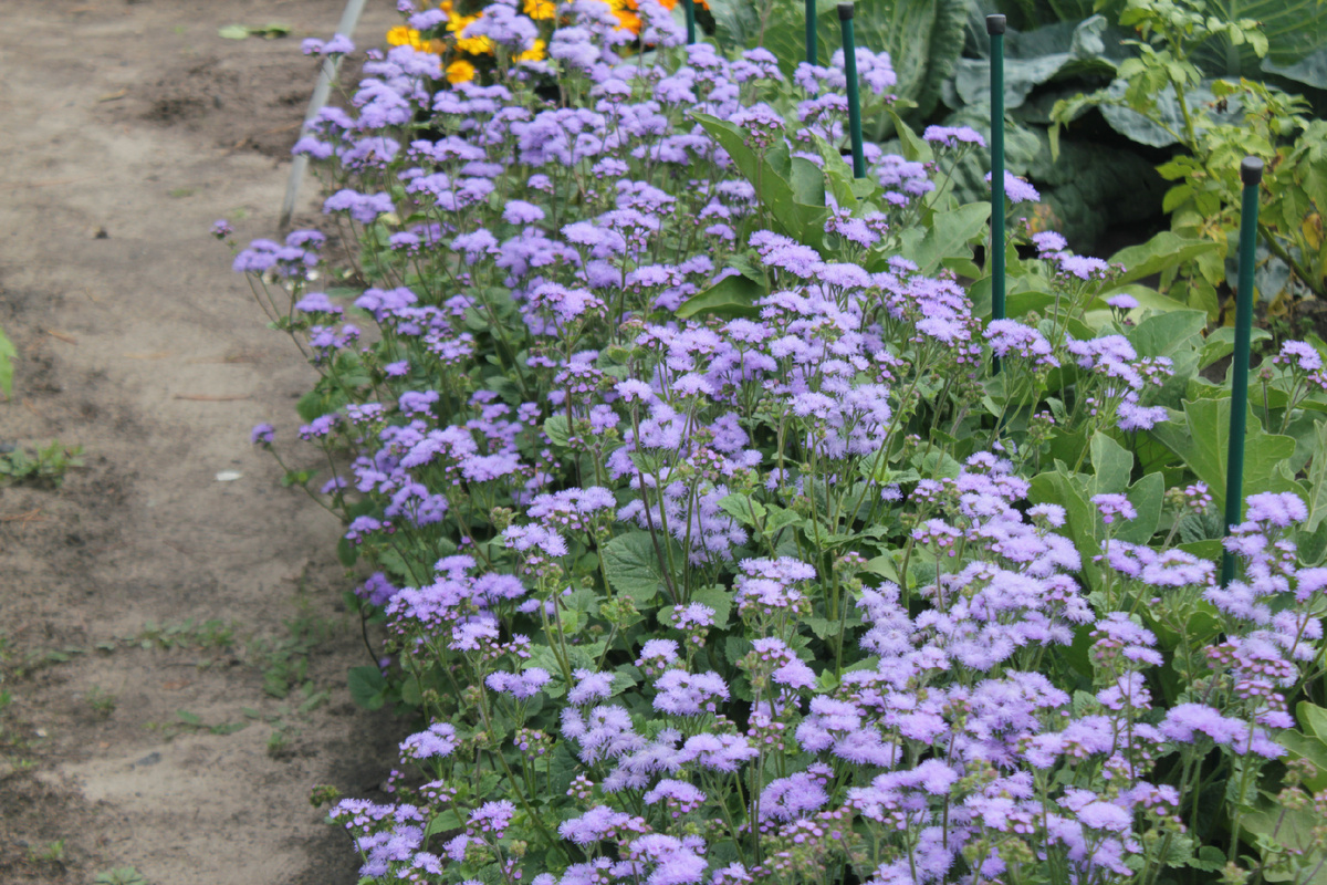 Голубой агератум