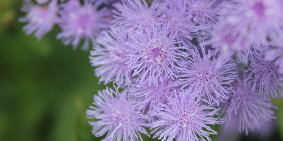 Долго не могла понять, что за сорняк вырос в рассаде с помидорами и вырвала его, а растение оказалось ценным цветком
