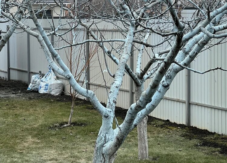 Не упустите провести медное опрыскивание! Это важно для здоровья яблони, груши и сливы...