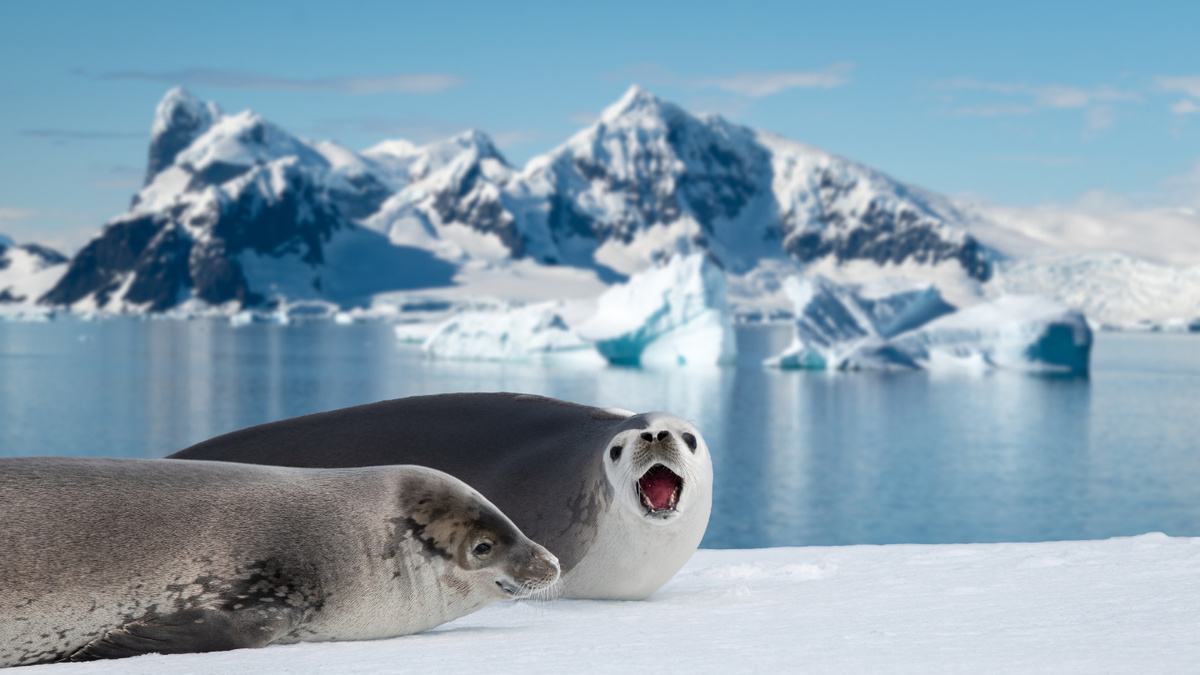 Авторы не утверждают, что гравитация «включила» ледниковый период. Но совпадение по времени заставляет задуматься: возможно, глубинные процессы в мантии влияли на уровень океана и рельеф, создавая условия для роста ледников.📷📷
