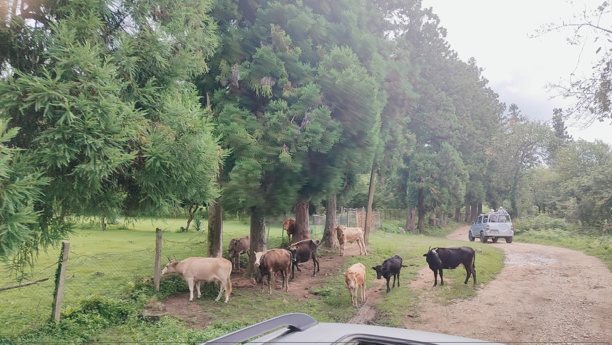 Коровы у дороги