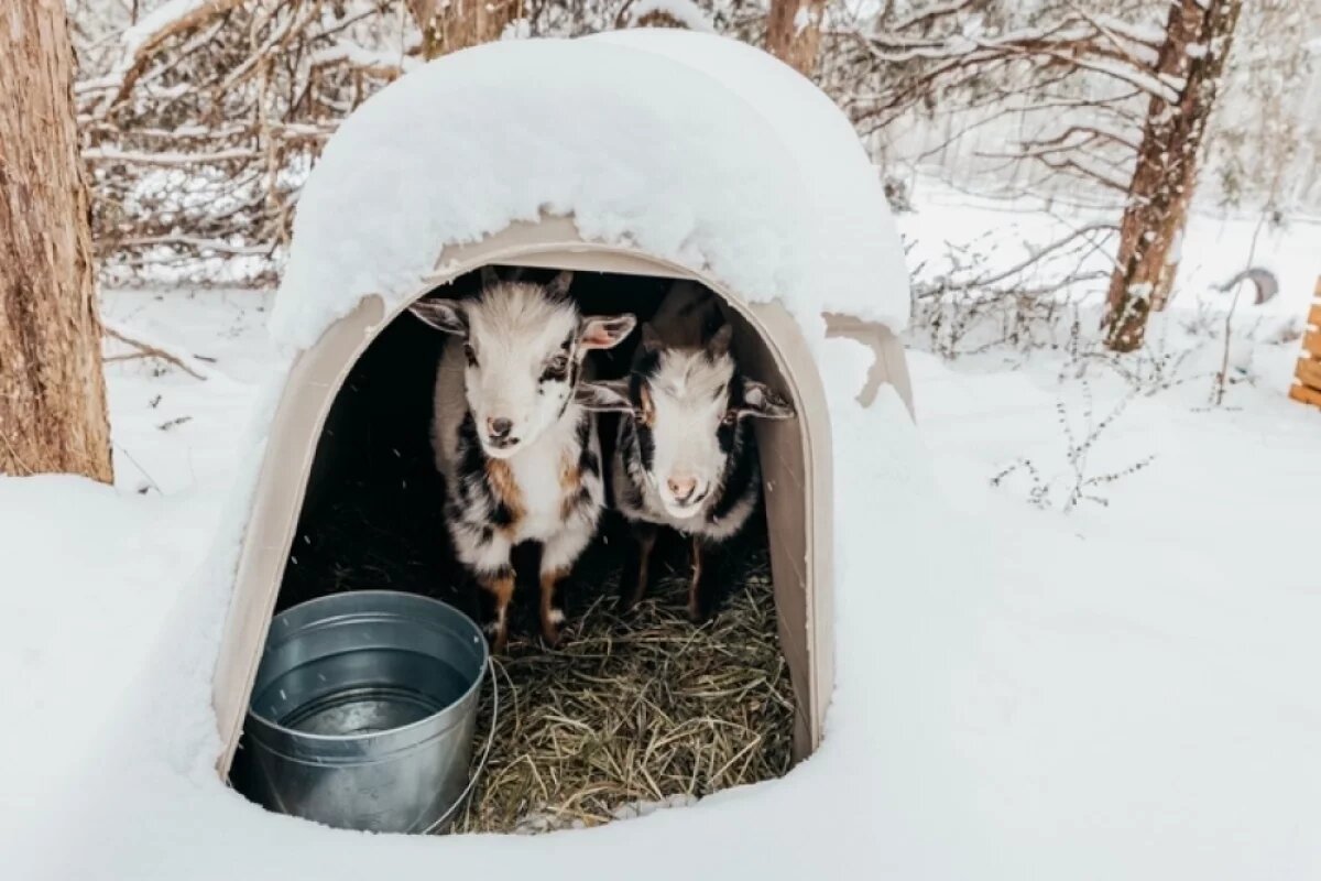    К концу первого месяца козлята заметно крепнут.
