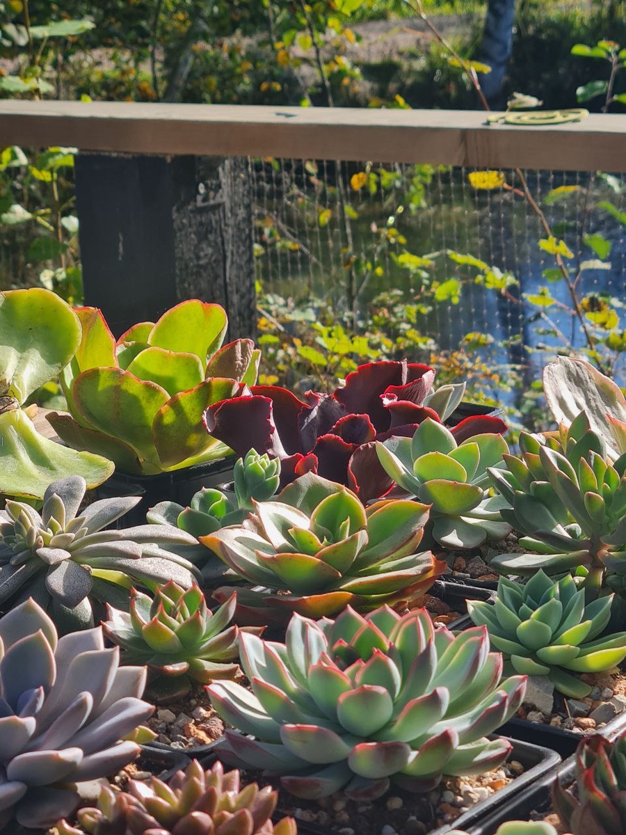 Sunny kid | Succulent