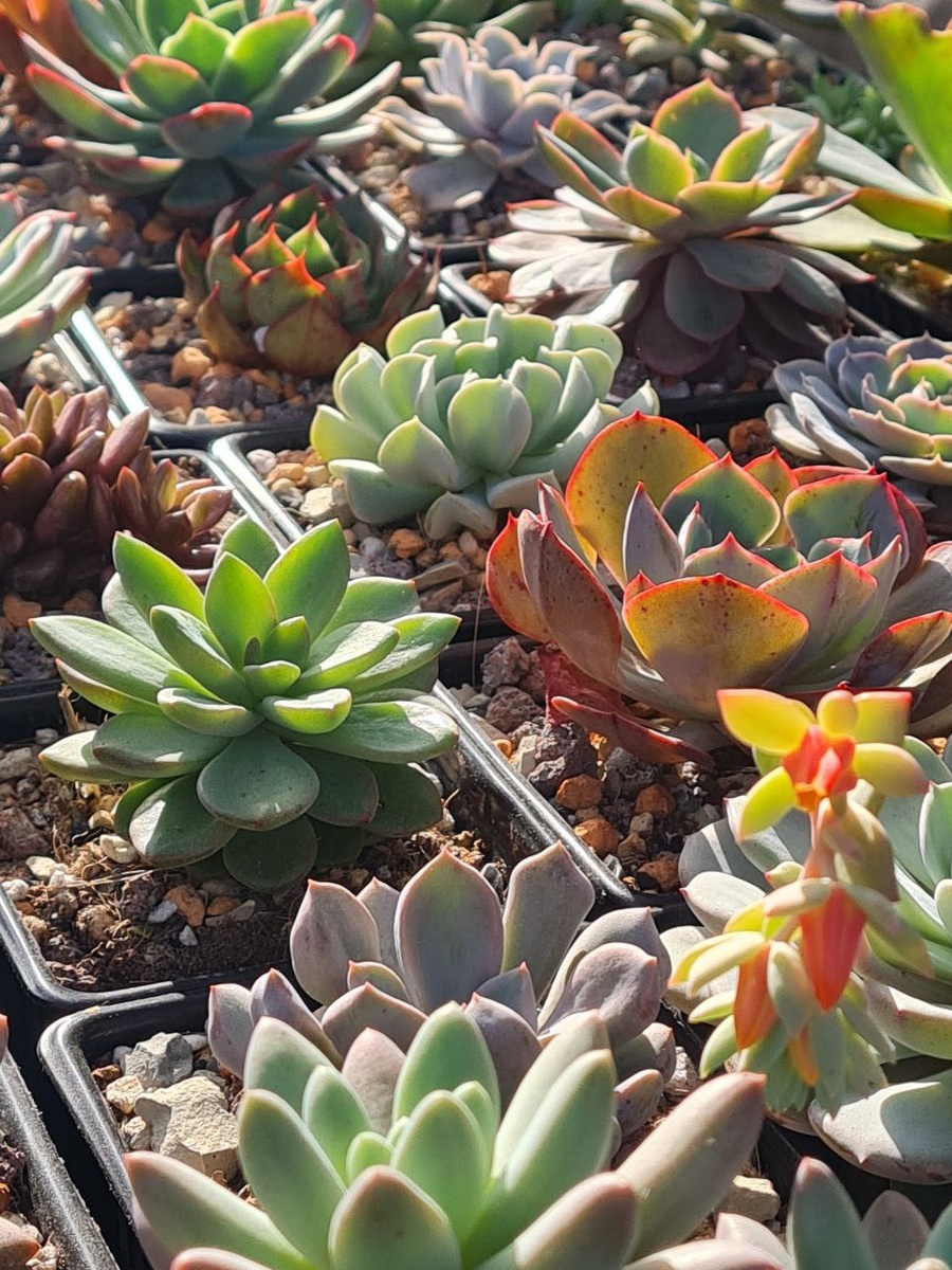 Sunny kid | Succulent